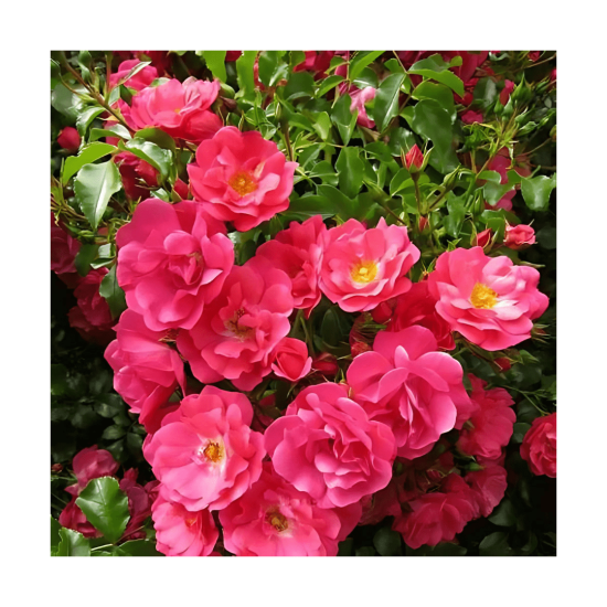 Malanseuns Pleasure Plant - Flower Carpet - Pink Supreme Malanseuns Pleasure Plant - Flower Carpet - Pink Supreme