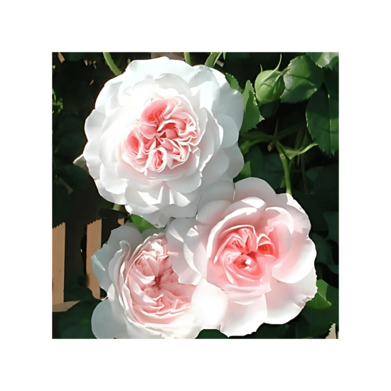 Malanseus Pleasure Plant - My Granny Pot