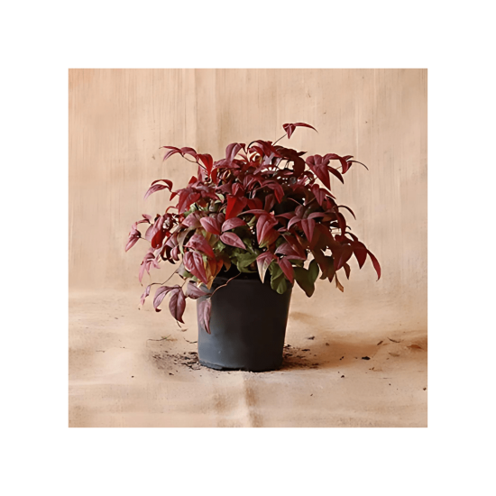 Malanseus Pleasure Plant - Nandina Domestica Pygmaea