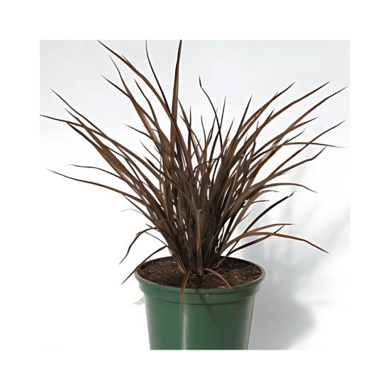 Malanseus Pleasure Plant - Phormium - Platts Black